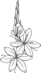 Illustration of a tuberose flower, showing open blossoms and unopened buds in a detailed black and white line drawing.