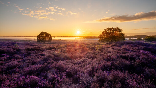 Golden sunrise over beautiful field of purple heather flowers