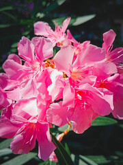 Pink Oleander flowers. Beautiful natural background. Close-up, vertical photo.