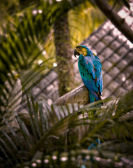 A Stunning Vibrant Blue Macaw Gracefully Perched Amidst Lush Tropical Foliage and Greenery