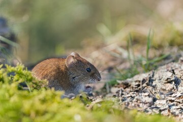 A cute bank vole looks for food on the ground. Vole in the nature habitat. Wildlife scene from european forest. Myodes glareolus