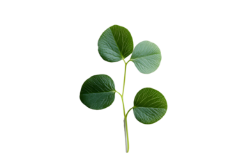A clover leaf with three small rounded leaflets, fresh and minimal on white