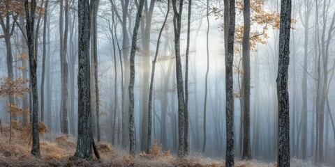 Fototapeta premium Sunlight piercing a misty forest, showcasing tall, slender trees and a tranquil autumnal scene.