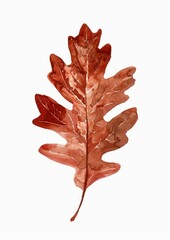 Fototapeta premium Watercolor autumn oak leaf illustration
