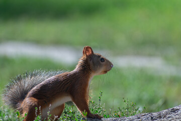 squirrel in the park