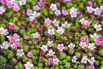 Close-up of the pink flowers of the saxifrage. Flowering plant.
