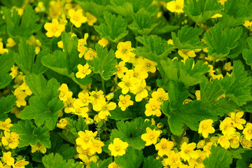 Close-up of the yellow blossom of Waldsteinia ternata, Waldsteinia. Flowering plant in close-up. Barren strawberries.
