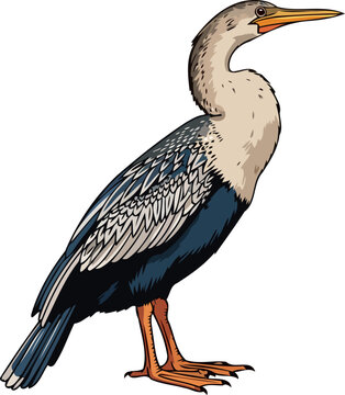 majestic anhinga a serene waterbird, graceful pose, dark blue, brown, and gray plumage, wildlife art, isolated on transparent background