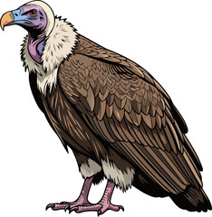 Obraz premium majestic lappetfaced vulture wild african bird, brown feather details, powerful wings, isolated on transparent background