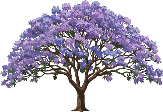 majestic lilac jacaranda tree in full bloom a serene symbol of springs gentle arrival, isolated on transparent background