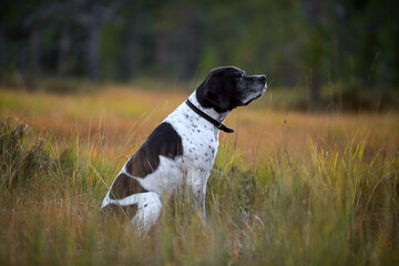 Dog english pointer portrait