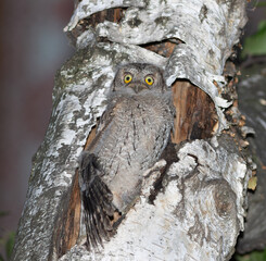Eurasian scops owl, Otus scops. The chick has left the nest and is spreading its wings