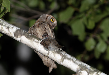 Eurasian scops owl, Otus scops. A bird sits on a branch, holding its prey, a sparrow, in its claw