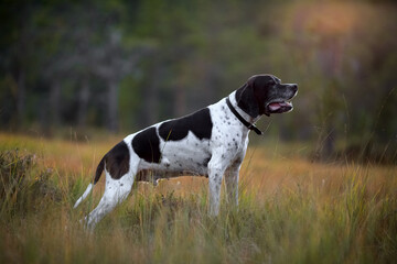 Dog english pointer portrait