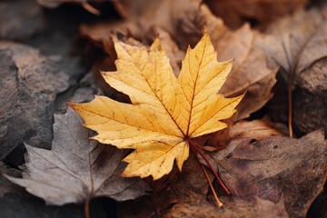 Vibrant yellow maple leaf amidst fallen autumn leaves