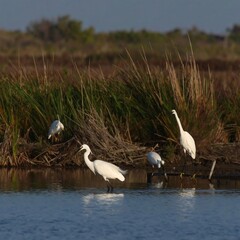 Fototapeta premium Three egrets in a marsh