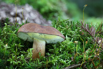Detail shot of amazing edible Imleria badia mushrooms commonly known as bay bolete in moss