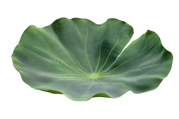 A round lotus leaf with smooth edges and central stem base, displayed on a white background