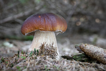 Beautiful edible and delicious cep in spruce forest