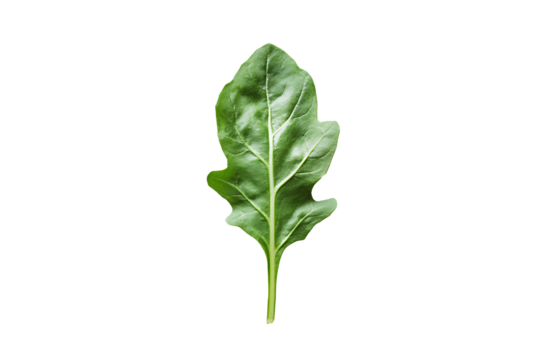 A single arugula leaf with jagged shape and fresh garden green hue, lying flat on white - Powered by Adobe