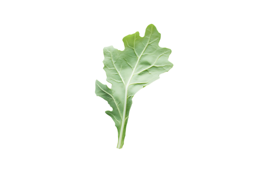 A single arugula leaf with jagged shape and fresh garden green hue, lying flat on white