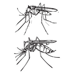 Mosquito vector illustration outline black and white vector