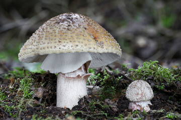 Two amazing edible and delicious amanita rubescens mushrooms known as blusher