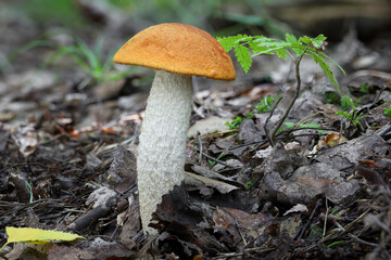 Nice edible Leccinum rufum mushroom also known as orange birch bolete in leafy forest