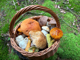 Wicker woven basket with various types of edible colorful mushrooms