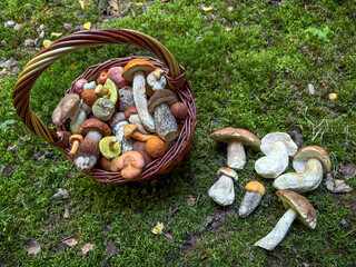 Wicker basket with colorful edible mushrooms in green moss
