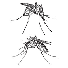 Mosquito vector illustration outline black and white vector