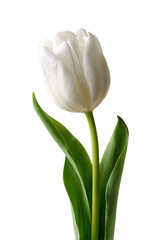 A tulip, white background --ar 2:3