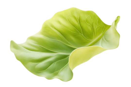A smooth butterhead lettuce leaf with soft rounded form and light green gradients, isolated on white
