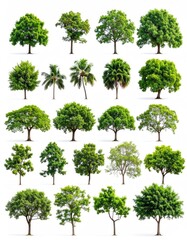 Collection of verdant, diverse trees with varied shapes and foliage against a stark white backdrop, neatly arranged in rows and columns, isolated, natural