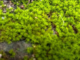 Bluerr foto of green moss on the stone. 