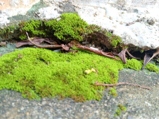 moss on stone. Fresh green moss growing on damp concrete with small plants and dry leaves, natural texture background.