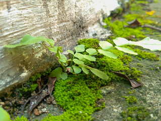 Fern or polypodiophyta plant and moss on a stone wall. Fresh green fern and moss growing on damp...