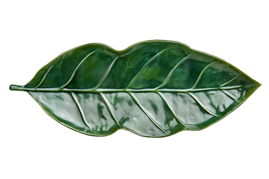 A symmetrical laurel leaf with a firm midrib and smooth glossy finish, centered on white