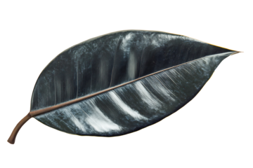 A thick rubber plant leaf with dark glossy green surface and a firm midrib, isolated on white