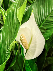 Spathiphyllum, plant leaves and white flower.
