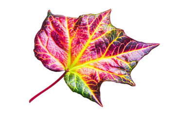 A vibrant ivy leaf with pointed lobes and high contrast vein pattern, isolated on white