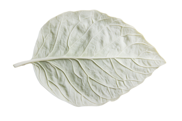 An oval basil leaf with fine ridges and a slight curve, placed flat against white