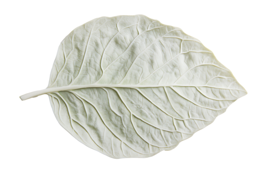 An oval basil leaf with fine ridges and a slight curve, placed flat against white
