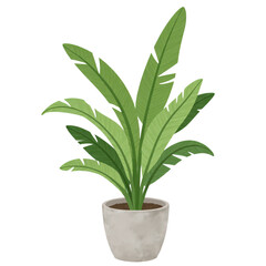 Fototapeta premium Flat illustration of snake plant with tall leaves in pot isolated on white background no shadow