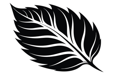 Obraz premium Black Leaf on White Background, Silhouette with Veins and Serrated Edges
