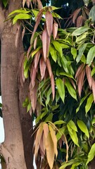 New Growth on a Mango Tree