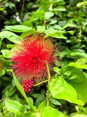 A beautiful, vibrant red powder puff flower in full bloom, surrounded by lush green leaves. Macro nature photography, botanical garden scenery, tropical flora, and beauty in the details.