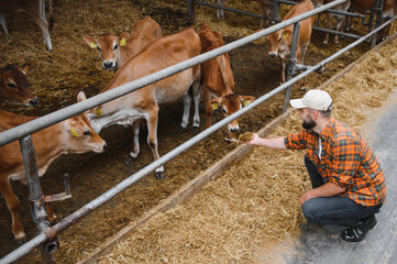 Farmer feeding calves in barn, sustainable agriculture practices