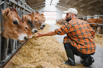 Farmer feeding cows with hay in cowshed
