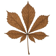 Detailed Brown Leaf with Unique Texture and Natural Elegance